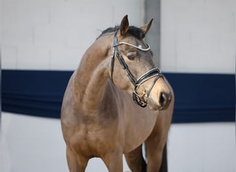 Deutsches Reitpony, Wallach, 3 Jahre, 149 cm, Falbe