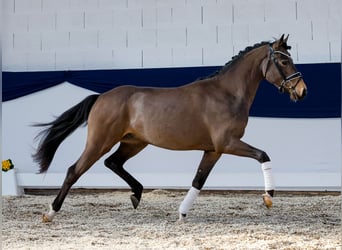 Deutsches Reitpony, Wallach, 3 Jahre, 149 cm, Falbe