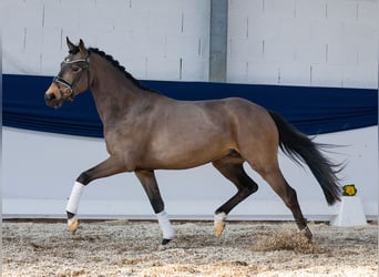 Deutsches Reitpony, Wallach, 3 Jahre, 149 cm, Falbe