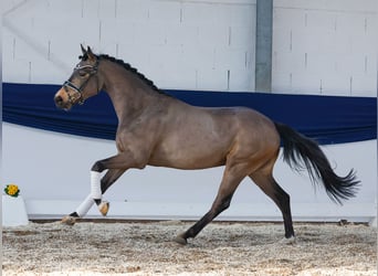 Deutsches Reitpony, Wallach, 3 Jahre, 149 cm, Falbe