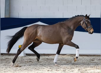 Deutsches Reitpony, Wallach, 3 Jahre, 149 cm, Falbe