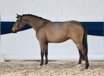 Deutsches Reitpony, Wallach, 3 Jahre, 149 cm, Falbe