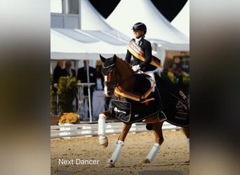 Deutsches Reitpony, Wallach, 3 Jahre, 149 cm, Fuchs