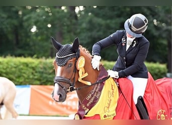 Deutsches Reitpony, Wallach, 3 Jahre, 149 cm, Fuchs