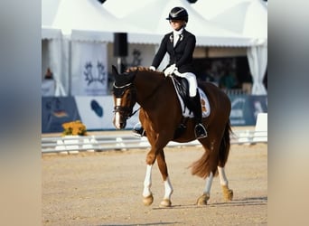 Deutsches Reitpony, Wallach, 3 Jahre, 149 cm, Fuchs