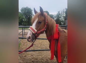Deutsches Reitpony, Wallach, 3 Jahre, 149 cm, Fuchs