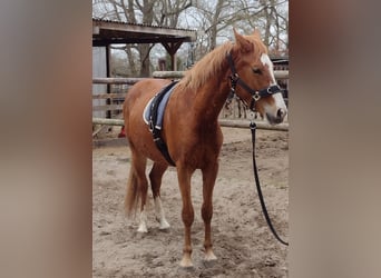 Deutsches Reitpony, Wallach, 3 Jahre, 149 cm, Fuchs