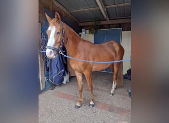 Deutsches Reitpony, Wallach, 3 Jahre, 149 cm, Fuchs