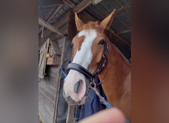 Deutsches Reitpony, Wallach, 3 Jahre, 149 cm, Fuchs