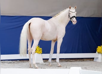 Deutsches Reitpony, Wallach, 3 Jahre, 149 cm, Perlino