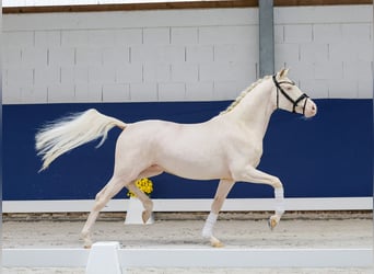 Deutsches Reitpony, Wallach, 3 Jahre, 149 cm, Perlino
