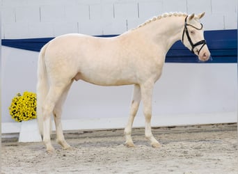Deutsches Reitpony, Wallach, 3 Jahre, 149 cm, Perlino