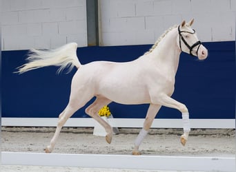 Deutsches Reitpony, Wallach, 3 Jahre, 149 cm, Perlino
