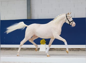 Deutsches Reitpony, Wallach, 3 Jahre, 149 cm, Perlino