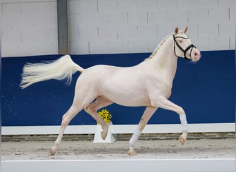 Deutsches Reitpony, Wallach, 3 Jahre, 149 cm, Perlino