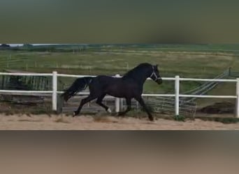Deutsches Reitpony, Wallach, 3 Jahre, 149 cm, Rappe