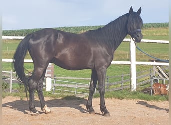 Deutsches Reitpony, Wallach, 3 Jahre, 149 cm, Rappe