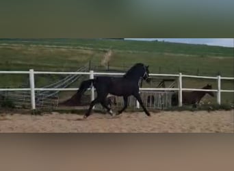 Deutsches Reitpony, Wallach, 3 Jahre, 149 cm, Rappe