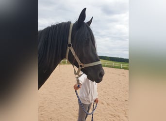 Deutsches Reitpony, Wallach, 3 Jahre, 149 cm, Rappe