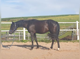 Deutsches Reitpony, Wallach, 3 Jahre, 149 cm, Rappe