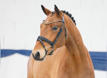 Deutsches Reitpony, Wallach, 3 Jahre, 150 cm, Brauner