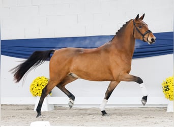 Deutsches Reitpony, Wallach, 3 Jahre, 150 cm, Brauner