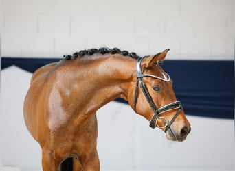 Deutsches Reitpony, Wallach, 3 Jahre, 150 cm, Brauner