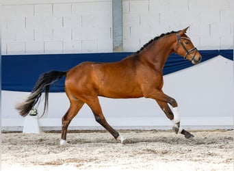 Deutsches Reitpony, Wallach, 3 Jahre, 150 cm, Brauner