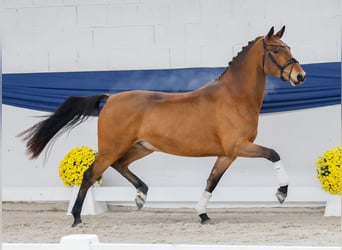 Deutsches Reitpony, Wallach, 3 Jahre, 150 cm, Brauner