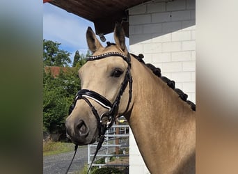 Deutsches Reitpony, Wallach, 3 Jahre, 150 cm, Buckskin