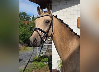 Deutsches Reitpony, Wallach, 3 Jahre, 150 cm, Buckskin