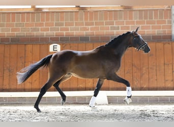 Deutsches Reitpony, Wallach, 3 Jahre, 150 cm, Dunkelbrauner