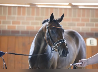 Deutsches Reitpony, Wallach, 3 Jahre, 150 cm, Dunkelbrauner