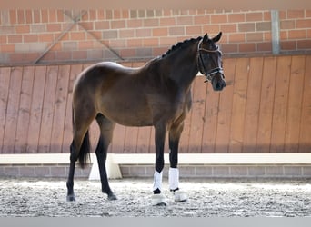 Deutsches Reitpony, Wallach, 3 Jahre, 150 cm, Dunkelbrauner