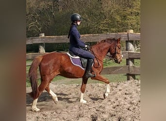 Deutsches Reitpony Mix, Wallach, 3 Jahre, 150 cm, Dunkelfuchs