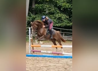 Deutsches Reitpony Mix, Wallach, 3 Jahre, 150 cm, Dunkelfuchs