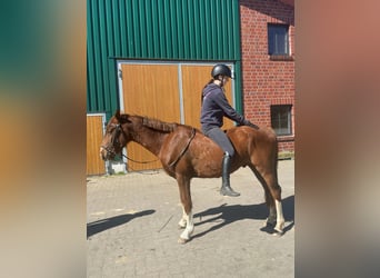 Deutsches Reitpony Mix, Wallach, 3 Jahre, 150 cm, Dunkelfuchs