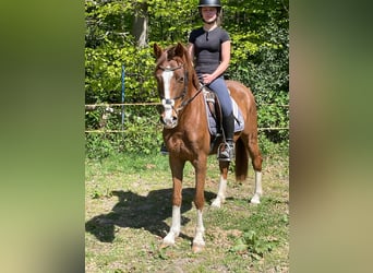 Deutsches Reitpony Mix, Wallach, 3 Jahre, 150 cm, Dunkelfuchs