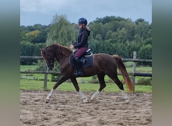 Deutsches Reitpony Mix, Wallach, 3 Jahre, 150 cm, Dunkelfuchs