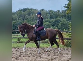 Deutsches Reitpony Mix, Wallach, 3 Jahre, 150 cm, Dunkelfuchs
