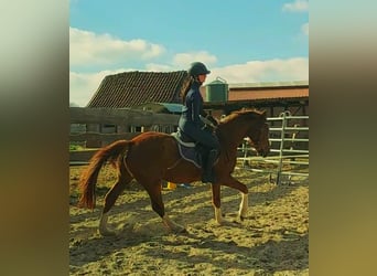 Deutsches Reitpony Mix, Wallach, 3 Jahre, 150 cm, Dunkelfuchs