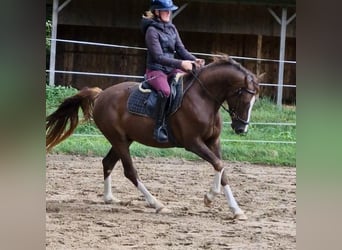 Deutsches Reitpony Mix, Wallach, 3 Jahre, 150 cm, Dunkelfuchs