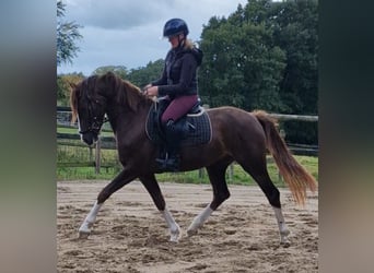 Deutsches Reitpony Mix, Wallach, 3 Jahre, 150 cm, Dunkelfuchs