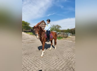 Deutsches Reitpony Mix, Wallach, 3 Jahre, 150 cm, Dunkelfuchs