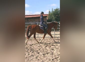 Deutsches Reitpony Mix, Wallach, 3 Jahre, 150 cm, Dunkelfuchs