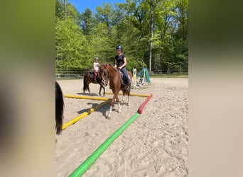 Deutsches Reitpony Mix, Wallach, 3 Jahre, 150 cm, Dunkelfuchs