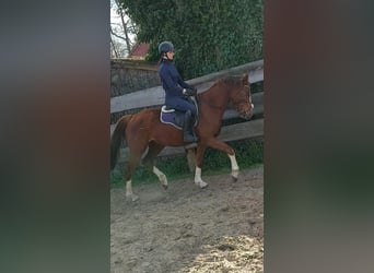 Deutsches Reitpony Mix, Wallach, 3 Jahre, 150 cm, Dunkelfuchs