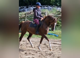 Deutsches Reitpony Mix, Wallach, 3 Jahre, 150 cm, Dunkelfuchs