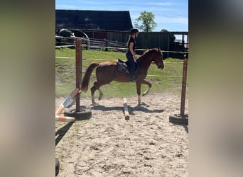 Deutsches Reitpony Mix, Wallach, 3 Jahre, 150 cm, Dunkelfuchs