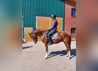 Deutsches Reitpony Mix, Wallach, 3 Jahre, 150 cm, Dunkelfuchs
